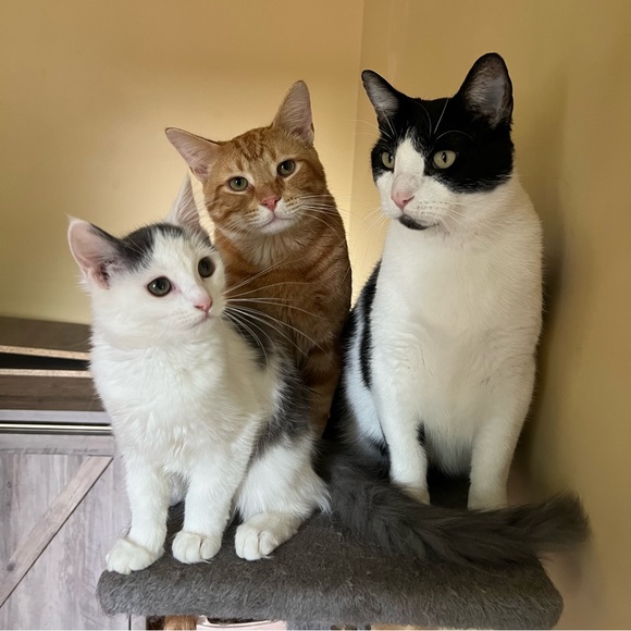 Meet your Posher, Cass - Picture 2 of 4